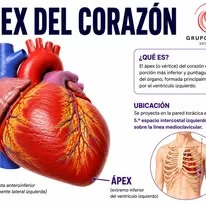 Infografía cardiovascular